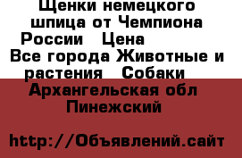 Щенки немецкого шпица от Чемпиона России › Цена ­ 50 000 - Все города Животные и растения » Собаки   . Архангельская обл.,Пинежский 